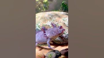 Meet the colors of Axolotl: nature’s cutest palette! #axolotl #fishing #wildlife #fish