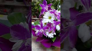 Композиция из дендробиума и хризантемы #цветы #букетизцветов #орхидеи #флористика