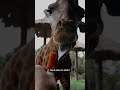 Giraffe Neck Arteries and Valves | Animal Facts Song for Kids