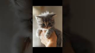 cute cats wallpaper and lockscreen images ✨ screenshot 2