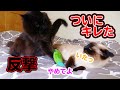 【喋る猫】またたびの奪い合いで猫パンチを浴びせ合う猫たち【しおちゃん】