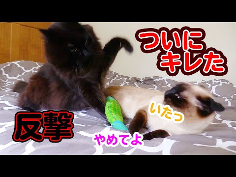 【喋る猫】またたびの奪い合いで猫パンチを浴びせ合う猫たち【しおちゃん】