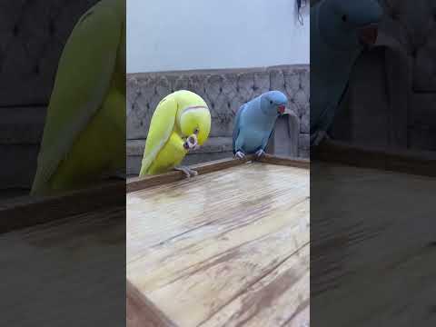 ما شاءالله متوه بغبغاء متكلم