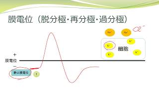 【薬学生・看護学生・高校生】受容体＜膜電位＞ #1