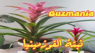 نبات القوزمينيا //Bromeliad Care and Propagation* Guzmania