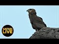 safariLIVE - Sunrise Safari - August 29, 2019