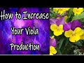 How to Get Better Yield from Your Violas