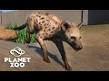 Planet Zoo - AS HIENAS CHEGARAM no ZOO