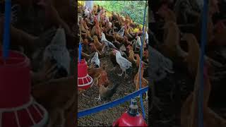desi murga palan shorts video shortsfeed chicken chickenfarm poultryfarming viral shortvideo