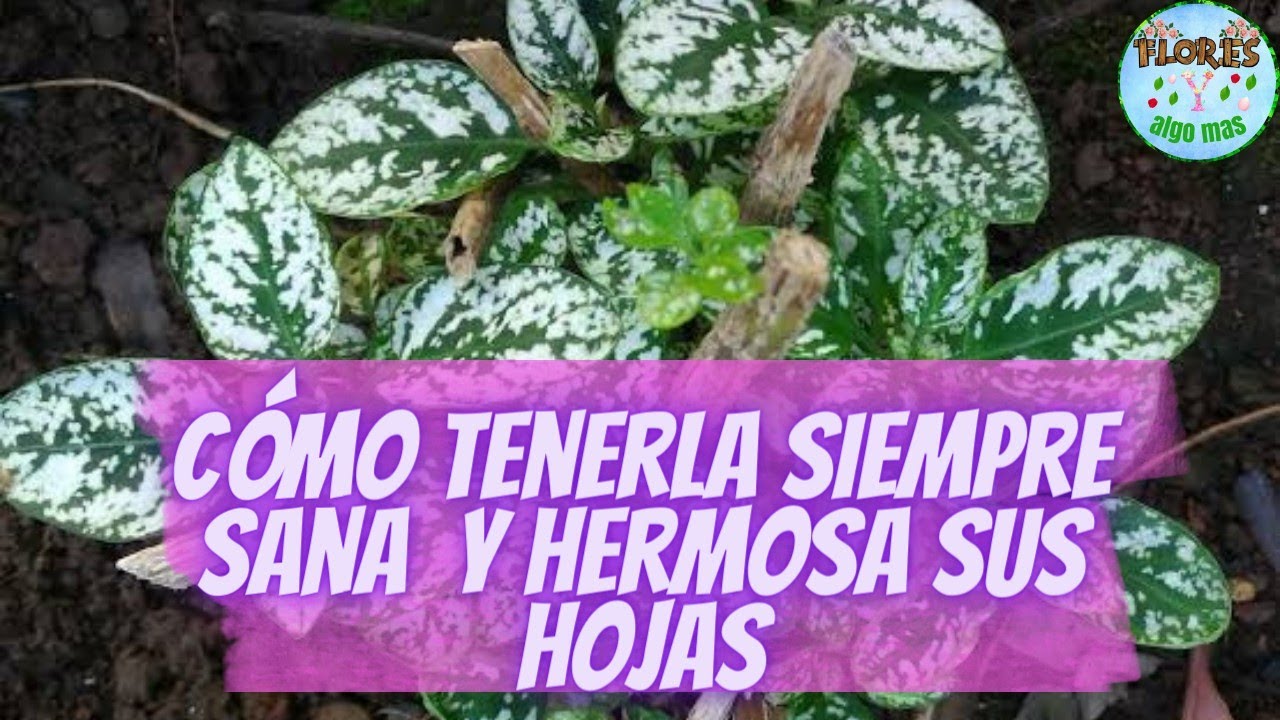 HIPOESTES (paleta de pintor) TIPS, CUIDADOS Y TODO SOBRE ESTA HERMOSA PLANTA