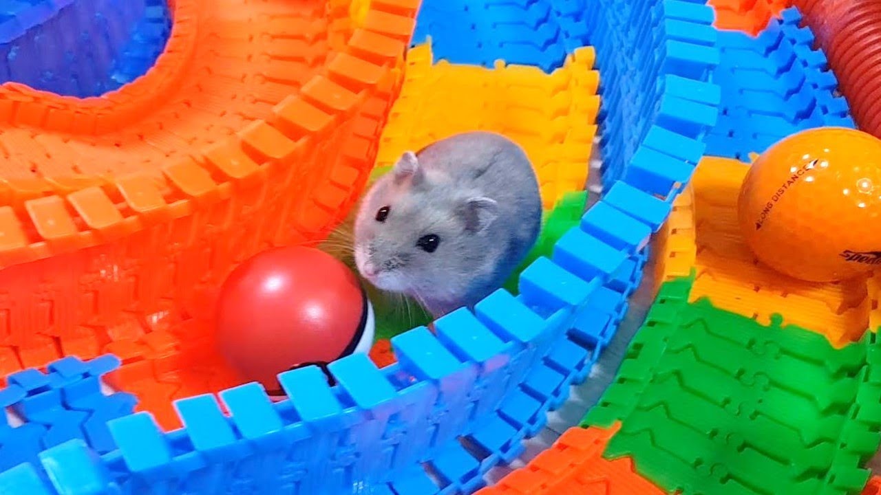 My Funny Pet Hamster in Large Circle Maze - Obstacle Course for Hamster