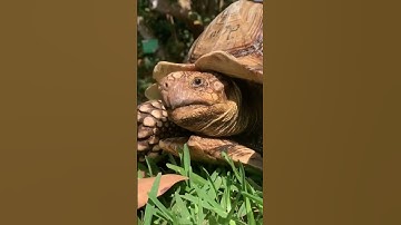 Thumbnail of What It's Like Having a Sulcata Tortoise 🐢