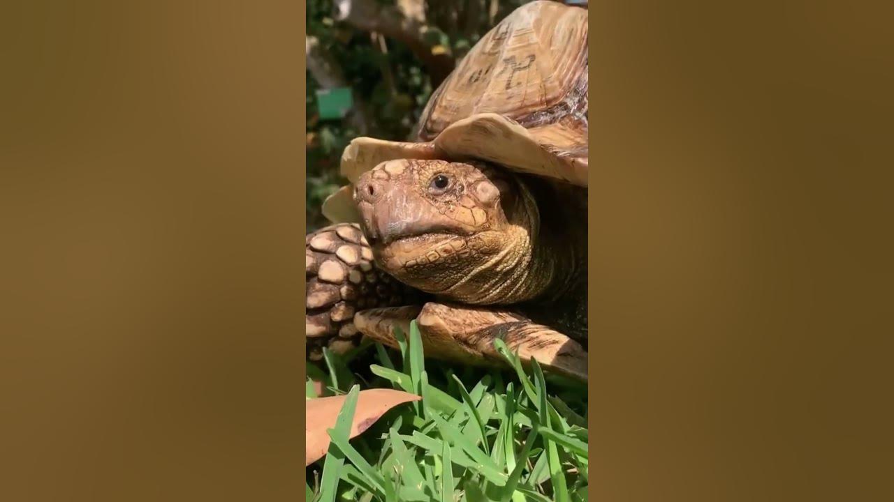 What It's Like Having a Sulcata Tortoise 🐢