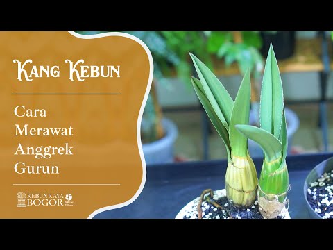 Video: Atlanta Botanical Garden: Panduan Lengkap