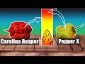 This pepper beat Carolina Reaper in Scoville heat. Which are the world’s hottest peppers in 2021?