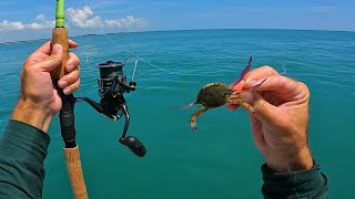 BIG Fish LOVE Crabs  Florida Summer Ocean MultiSpecies Fishing