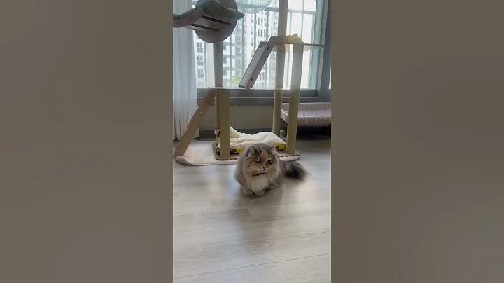 Watch the video about #cat #munchkinfold #cute #munchikin #kitten #munchkin #pets #munchkincat #cutecat #animals