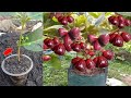 Guava Dalhari Tree Cuttings Technique To 100% Work
