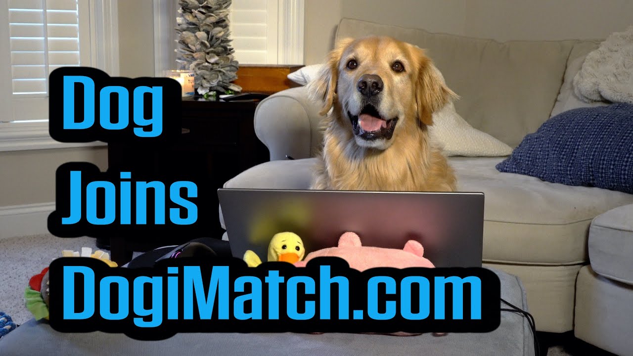 online dating for pets