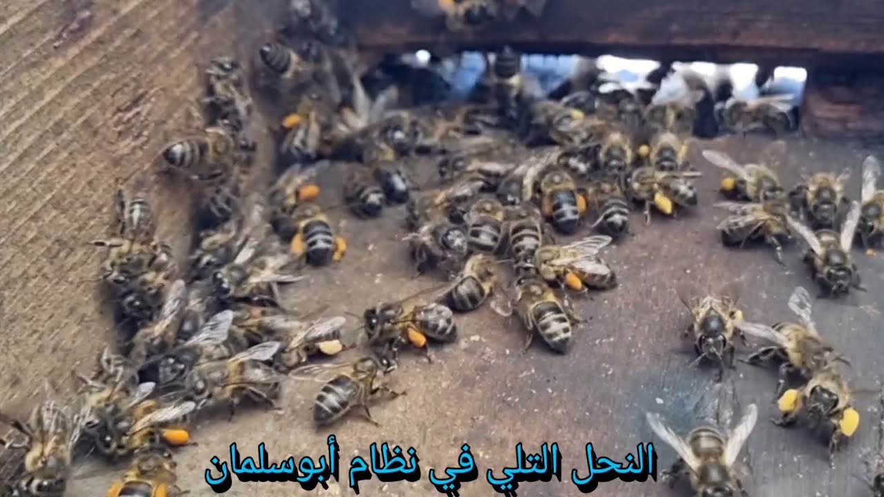 نظام أبوسلمان من أفضل و أنجح الانظمة في تربية النحل التلي .