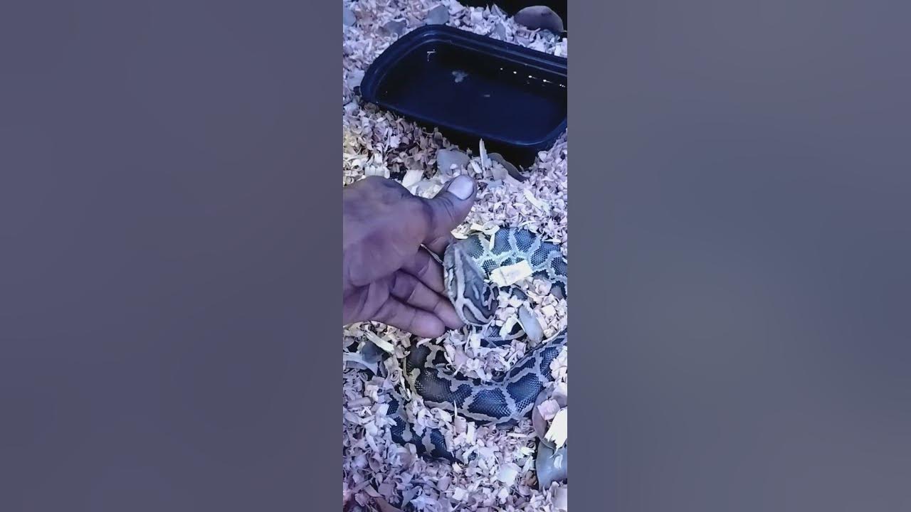 Burmese python handling tips and tricks with kpreptiles ‼️ - YouTube