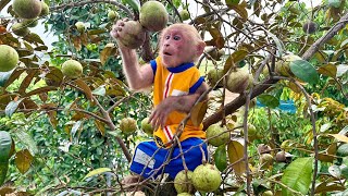 Bibi enjoys star apple on the tree and helps Grandma harvest it
