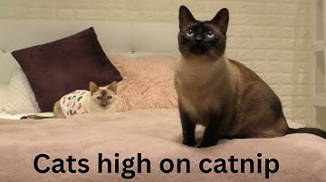 Siamese cats react to catnip