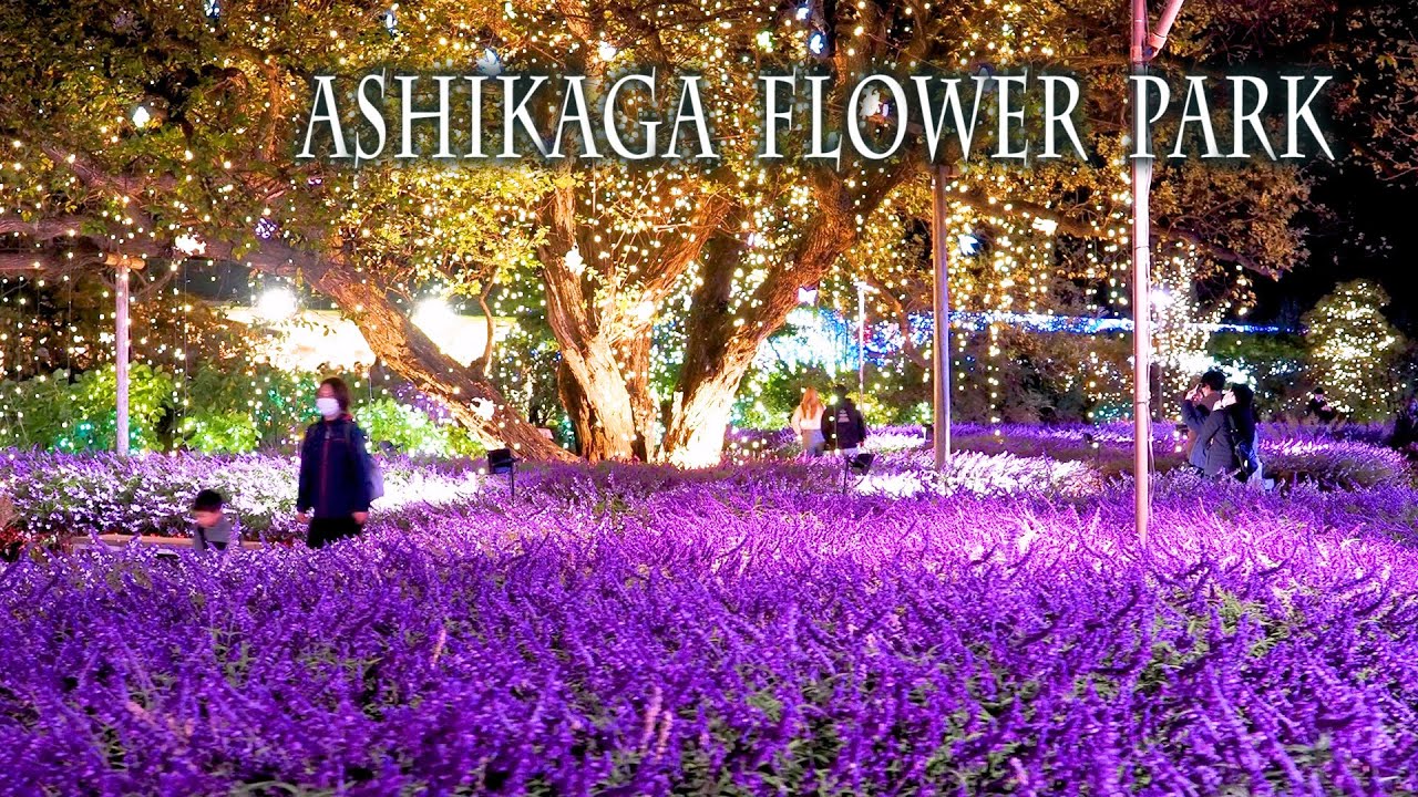【BURGA】薔薇・ガーデン・花畑〇Bloomy Garden☆スマホ全種対応 Ashikaga Flower Park, Mexican-bush-sage and Lights of the
