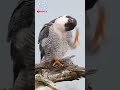 En Hızlı Hayvan Sandığınız Gibi Değil! #shorts