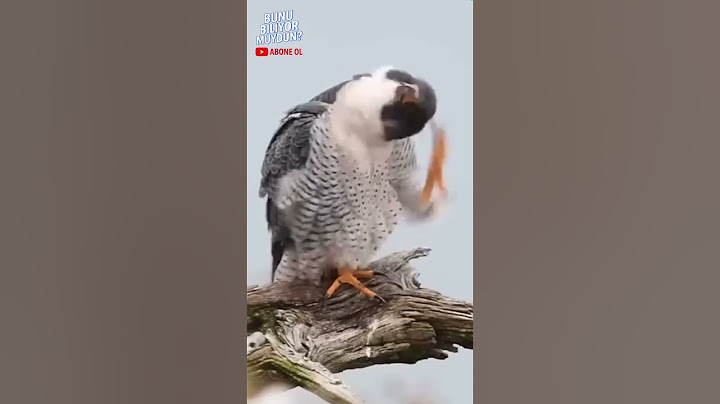 En Hızlı Hayvan Sandığınız Gibi Değil! #shorts
