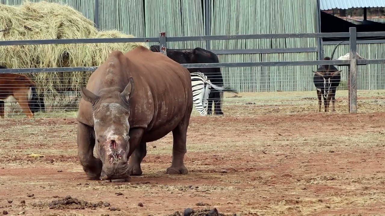 Baby Rhino Rescue – Saving The Survivors