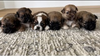 Miss Mila’s Puppies at 3 weeks!