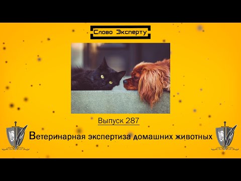 🔴 Ветеринарная экспертиза домашних животных // Слово эксперту 287