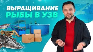 Что можно ВЫРАСТИТЬ в УЗВ? ВИДЫ РЫБ | Что НЕОБХОДИМО для старта РЫБОВОДНОГО БИЗНЕСА?