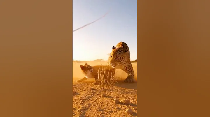 Video 11842191: cat vs leopard, african savannah, fight