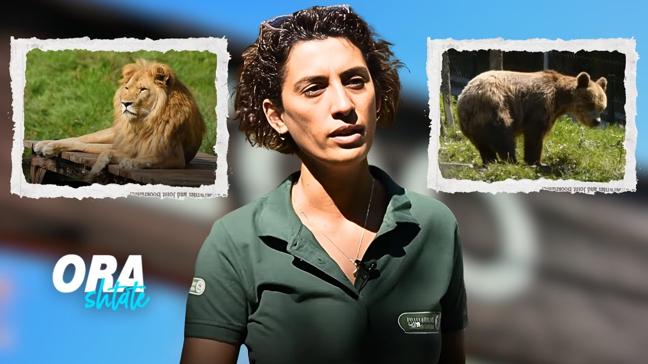 Si ushqehen arushat dhe luani Gjon në Pyllin e Arinjve, Prishtinë?