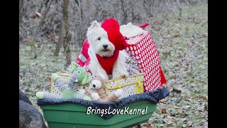 West Highland White TerrierWestie the most beautiful Christmas gift  Magical moments. Funny movie