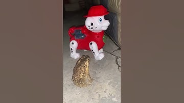 Con cóc và chú Chó cứu hộ