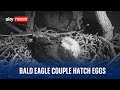 Watch live: California bald eagle couple hatch eggs