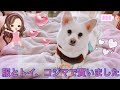 【紹介動画】ペットショップのコジマで犬用フリース服と木屑でできたトイを買いました