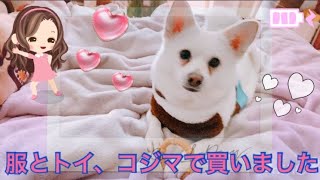 【紹介動画】ペットショップのコジマで犬用フリース服と木屑でできたトイを買いました