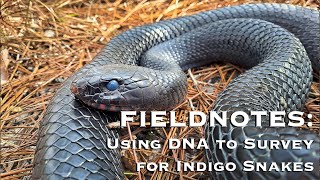 Using DNA to Survey for Indigo Snakes by The Orianne Society 156 views 4 months ago 4 minutes, 33 seconds