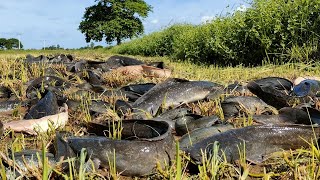 Rice Field Wonders: A Fisherman's Amazing Hand Fishing Skills for Catching Abundant Catfish!