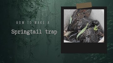 How to catch springtails with a simple trap || Wanderhaze #springtails #firstvideo