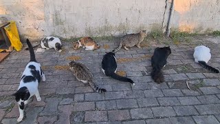 Cute Stray cats Gathered around me and they want food, their bellies are very hungry