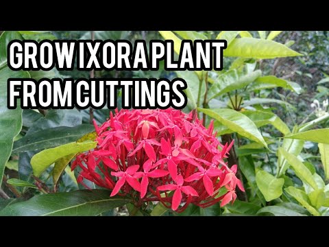 Video: Ixora Plant Care - Tìm hiểu về cách trồng cây Ixora Bush