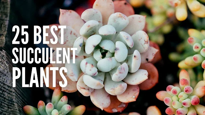 These are The 25 Best Succulent Plants - DayDayNews