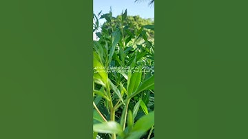 #تلاوة #قرآن #كريم #سورة #العنكبوت #إن الصلاة تنهى عن الفحشاء والمنكر