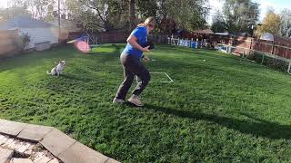 Dreamer Agility A Frame Box