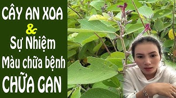 Cây An Xoa Đã giúp gia đình tôi thoát căn bệnh gan một cách thần kỳ như nào ?